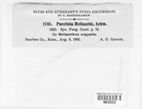 Puccinia helianthi image